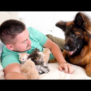 German Shepherd's Reaction When She Finds Her Owner with Kittens