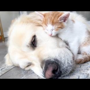 Tiny Kitten Uses a Golden Retriever as a Bed