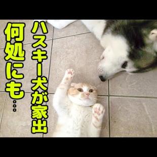 大好きなハスキー犬が家出したと思いニャーニャー騒いで探し回る子猫が可愛すぎる...