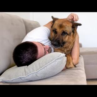 My German Shepherd WON'T LEAVE Me Alone On The Couch!