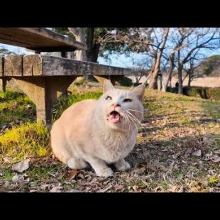 公園のベンチにいた猫を撫でると少し懐いてきた