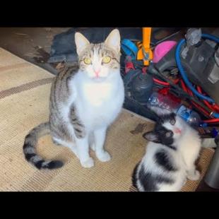 Cute kitten and her mother love each other very much