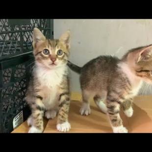 Poor tabby kittens living in a cardboard box come to me to be petted