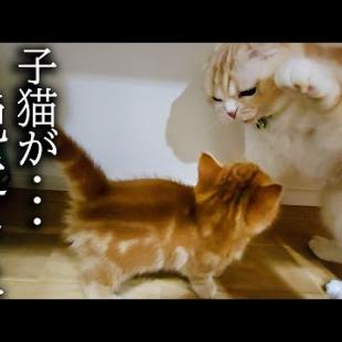 子猫が部屋から脱走してこうなっちゃいました...