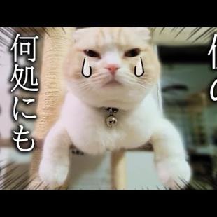 最愛の友達が家出したと思い必死に探し回る子猫と犬がこちら...