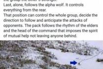 늑대의 사회성