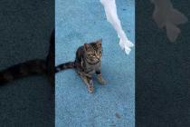 😻 The naughty street dog who stole the cat's toy #cat #shorts #catvideos #animals #dog