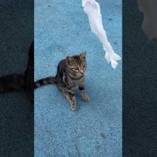 😻 The naughty street dog who stole the cat's toy  #cat #shorts #catvideos #animals #dog