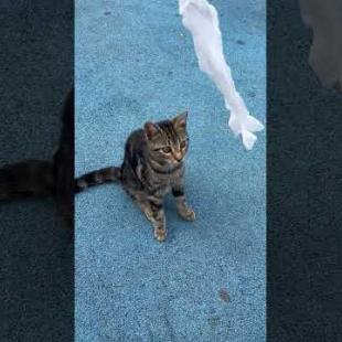 😻 The naughty street dog who stole the cat's toy  #cat #shorts #catvideos #animals #dog