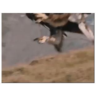 독수리의 먹이사냥