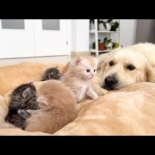 My Dog ​​shared his Bed with Tiny Kittens [Cuteness Overload]