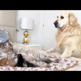 Golden Retriever Meets Mom Cat with Newborn Kittens for the First Time!