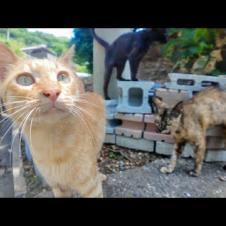 山道で出会った猫たちと絶景ポイントでまさかの猫集会🐾✨