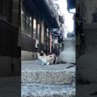 アニメから出てきたような三毛猫ちゃん