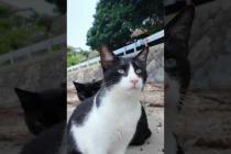 ✨🐾猫島ビーチで猫まみれ集会に参加してみたら…🌴😻
