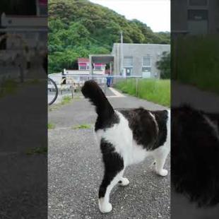 猫「帰さんぞ！」バイク前で謎の圧力をかけてくる猫たちが怖かわいいｗ