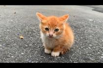 💕🐱 Lonely and Hungry Kitten Found a Caring Mother Cat!