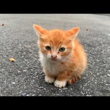 💕🐱 Lonely and Hungry Kitten Found a Caring Mother Cat!