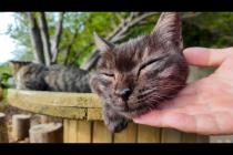 猫島にある無料路上猫カフェが癒やされすぎる
