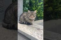 🐱 The Definition of Peace: Tabby Cat Silently Watching the World 🌿#shorts #cat #catvideos #animals