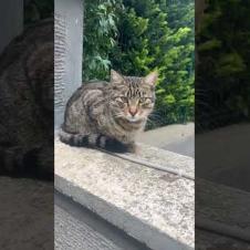 🐱 The Definition of Peace: Tabby Cat Silently Watching the World 🌿#shorts #cat #catvideos #animals