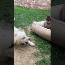 Careless cat drives confused dog crazy, so funny #cat #dog #shorts #catshorts #animals #cute