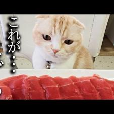 初めてまぐろの刺身を食べた猫と犬の様子がこちらです...