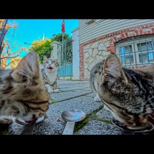 古い街並みの路地で猫にちゅーるをあげたら…爆速で仲間が集まってきて大騒ぎに！