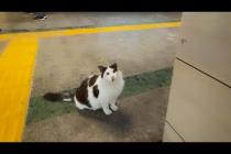 【イスタンブール到着第一猫発見!】地下鉄の駅で人懐っこい猫に出会った