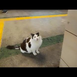 【イスタンブール到着第一猫発見!】地下鉄の駅で人懐っこい猫に出会った