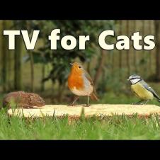 Cat TV Caturday   ~ Birds for Cats to Watch with A Cheeky Mouse Surprise