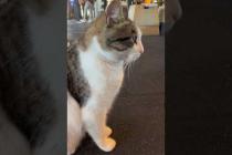 😻 😻 The gluttonous cat that lives in the gym #cat #short #catvideos #animals #cute