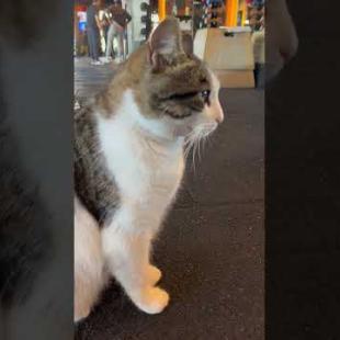😻 😻 The gluttonous cat that lives in the gym #cat #short #catvideos #animals #cute