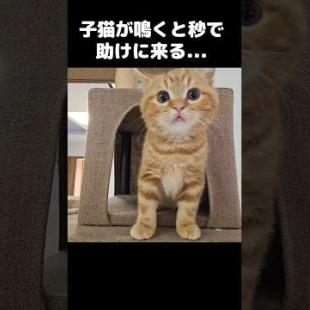 子猫が鳴くと秒で助けに来る母猫...Kitten cries… and mom shows up in seconds 😭🐱❤️