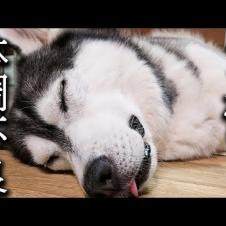 深夜に夏バテでぐったりする犬を見つけた猫の驚くべき行動とは...