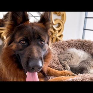 Adorable German Shepherd Protects Pregnant Cat