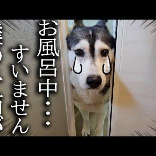 お風呂に入ってると犬がくんくん鳴くのでついて行くと子猫が大変なことに...