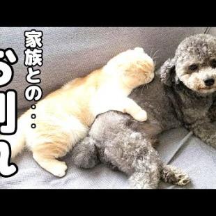 家族とお別れしたくない子猫とハスキー犬が最後にこうなりました…笑