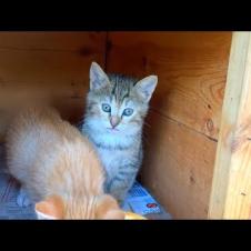 Kitten siblings very happy with their mother, friendly cat family