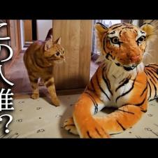 家にトラがいた時の子猫と犬の反応が120点すぎました