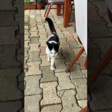 💛These cats meow as if they were talking #shorts #cats #cat