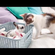 Kitten Meets Tiny Bunnies [Cutest Overload]