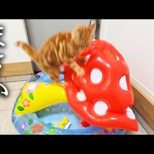 家の中にプールがあったら子猫と犬が大喜びで大変なことに...