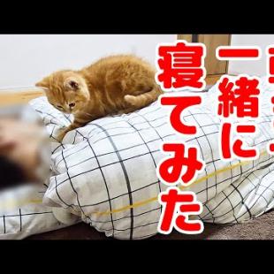 子猫と朝まで一緒に寝てみたら…