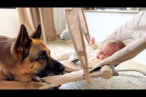 German Shepherd The Best Babysitter for a Newborn Baby