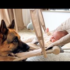 German Shepherd The Best Babysitter for a Newborn Baby