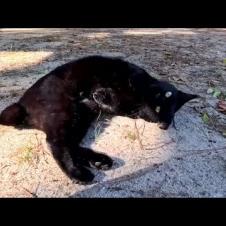 公園で人懐っこい黒猫に出会った