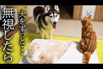 猫達がかまってモードのハスキー犬を無視し続けた結果こうなった