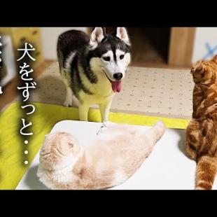 猫達がかまってモードのハスキー犬を無視し続けた結果こうなった