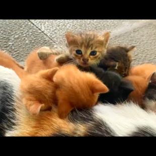 🐾Operation Kitten Has Begun: Targeting Breast Milk! 🍼